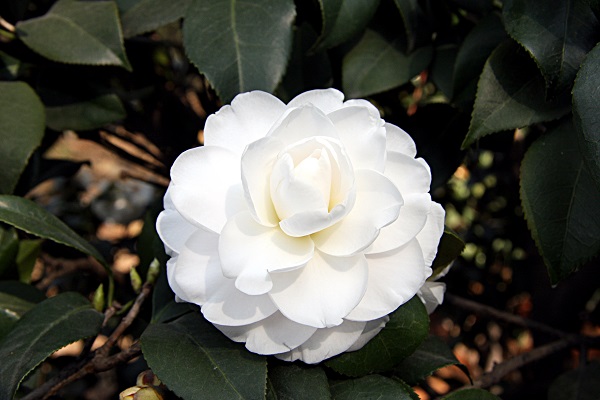 茶花源风景区的开放时间