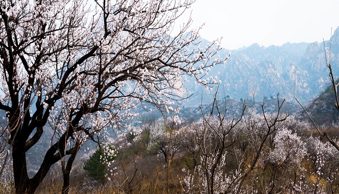 鄂州莲花山的门票
