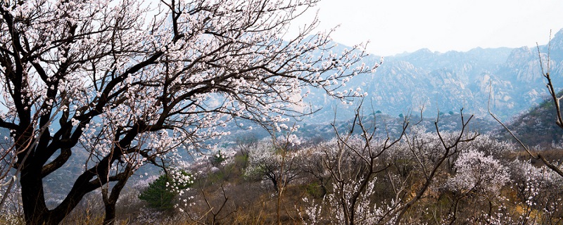 鄂州莲花山的开放时间