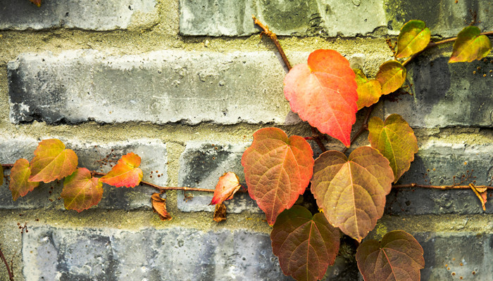墙上的硝怎么形成的 墙上的硝是怎么形成的