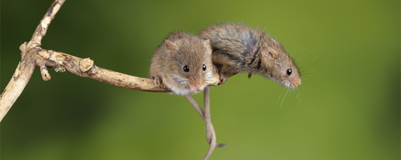 老鼠有几个脚趾 老鼠有多少个脚趾