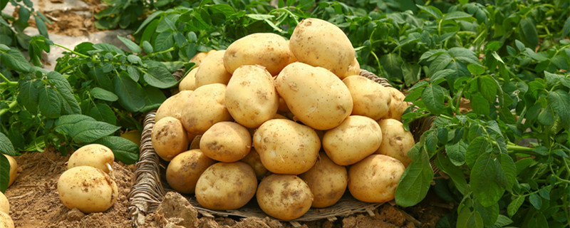 淀粉类的食物有哪些 淀粉类的食物到底有哪些