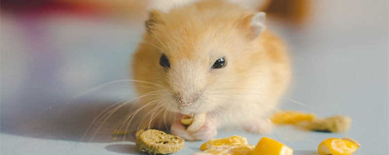 田鼠的天敌是什么动物 田鼠对农作物的危害