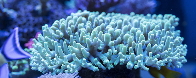 珊瑚和珊瑚虫都是生物吗 珊瑚和珊瑚虫是不是生物