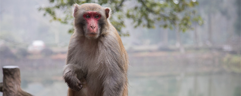 1980年属猴的幸运数字 1980年属猴的幸运数字有哪些