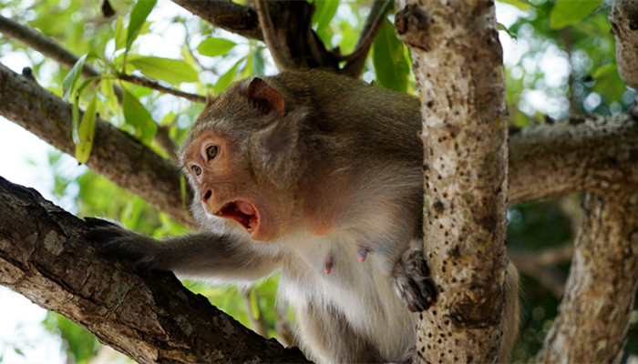 1980年属猴的幸运数字 1980年属猴的幸运数字有哪些