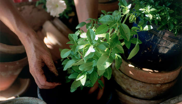 灌木种类有哪些灌木是草本植物还是木本植物(图2)