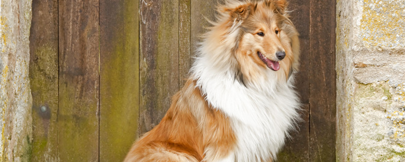 喜乐蒂牧羊犬.jpg 喜乐蒂牧羊犬.jpg