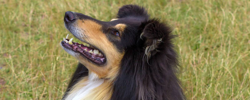 苏牧犬能活多久