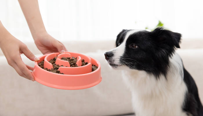 狗狗能吃饼干吗