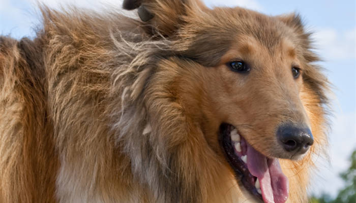 苏牧犬能活多久