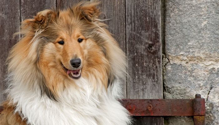 喜乐蒂牧羊犬2.jpg 喜乐蒂牧羊犬2.jpg