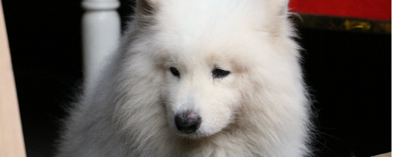 银狐犬2.jpg 银狐犬2.jpg