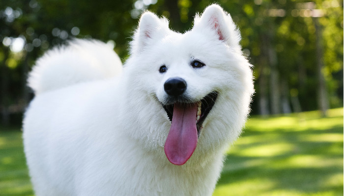 银狐犬4.jpg 银狐犬4.jpg