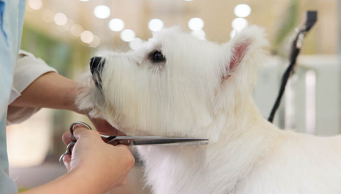 狗狗養(yǎng)育方式關(guān)乎個性