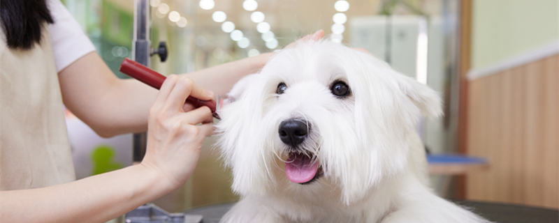 狗狗養(yǎng)育方式關(guān)乎個性