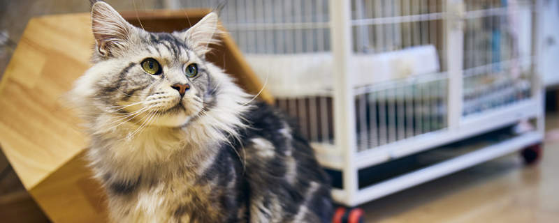 摄图网_501731638_可爱缅因猫(企业商用_副本.jpg 摄图网_501731638_可爱缅因猫(企业商用_副本.jpg