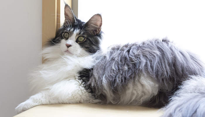 摄图网_501358370_缅因猫(企业副本.jpg 摄图网_501358370_缅因猫(企业副本.jpg