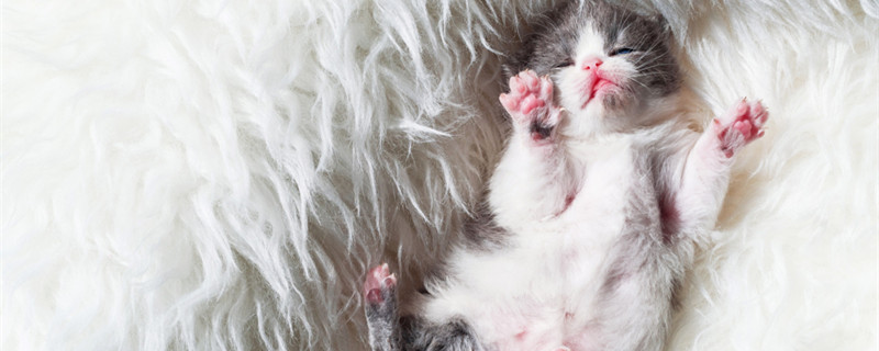 孟买猫应该如何饲养