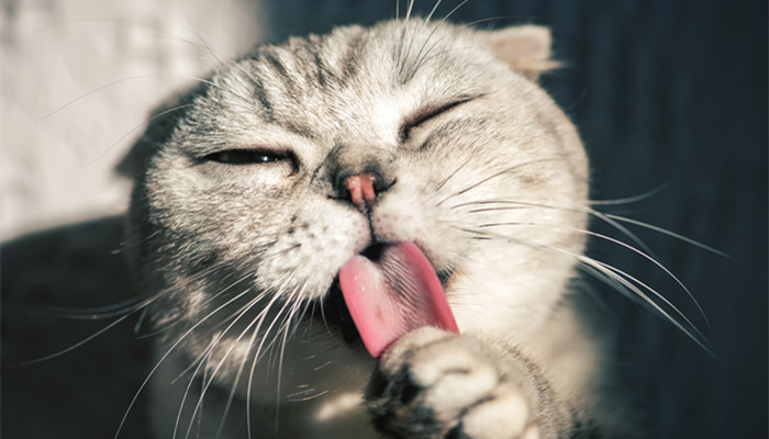 飞机耳猫是折耳猫吗