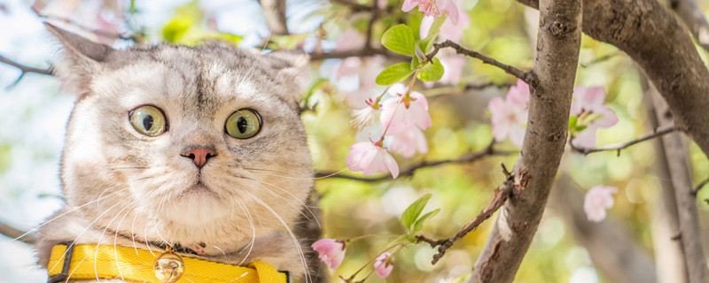飞机耳猫是折耳猫吗