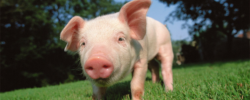 83年农历三月猪的命运 83年三月出生属猪人命运