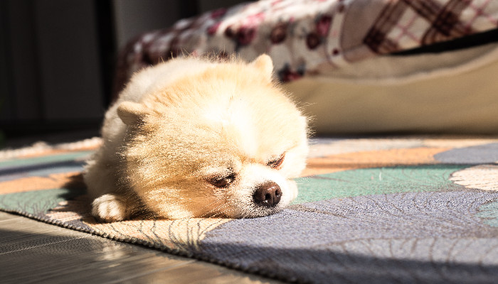 如何为博美犬梳理毛发