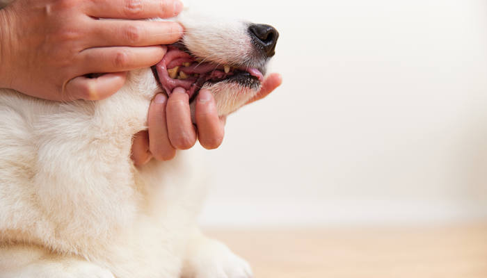 狗狗嘴巴周围皮肤病怎么治疗