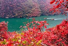 红了！中国最好看的三峡红叶终于红了！不去遗憾！