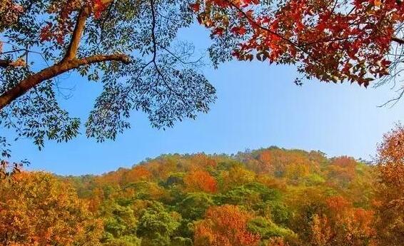 广州秋天去哪赏景?这几个地方不能错过