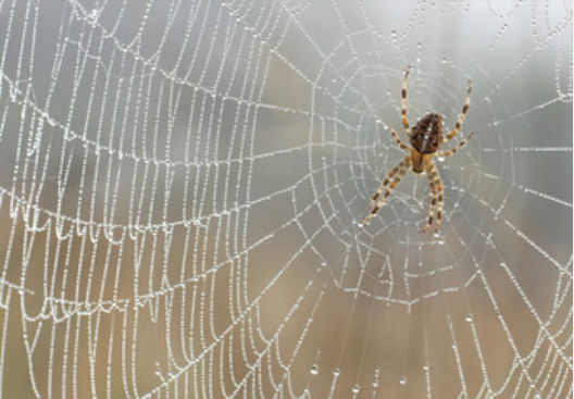 梦见蜘蛛网是什么意思 梦见蜘蛛网有什么预兆