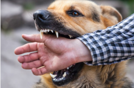 梦见狗咬到手是什么意思 梦见狗咬到手有什么预兆