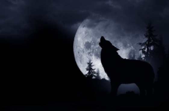 女人梦到狼是什么意思 女人梦见狼是什么预兆