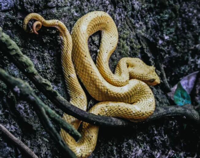 孕妇梦见黄色的蛇是什么意思 梦见黄色的蛇预兆什么