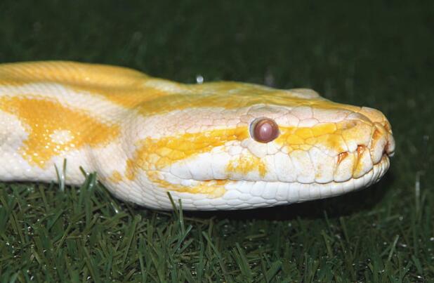 孕妇梦见黄色大蟒蛇是什么意思 梦见黄色大蟒蛇预兆什么