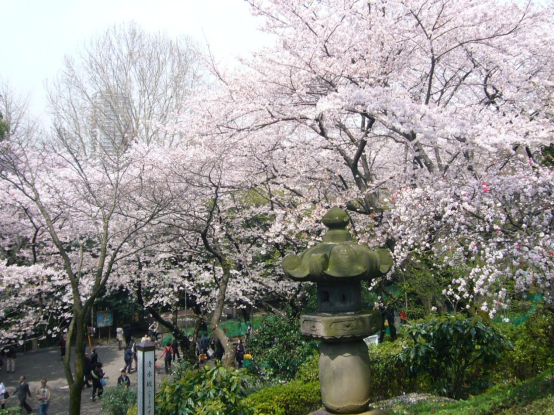 日本东京都内的赏樱胜地