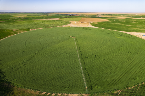特仑苏：金牌牛奶二十年 “草牧奶”全链塑造有机新矩阵