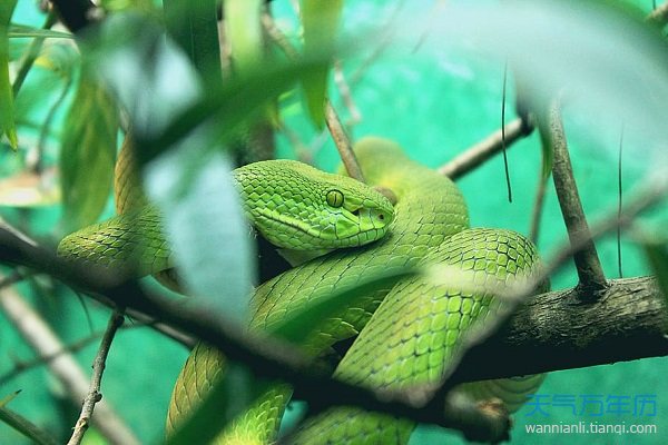 怀孕梦见蛇被自己打死什么意思 怀孕梦见蛇被