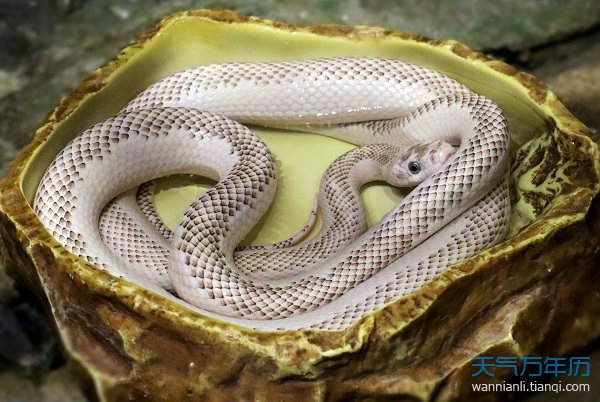 梦见黑白蛇预示什么 梦见黑白蛇好不好