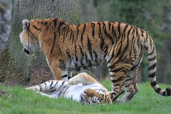 梦见老虎扑向别的动物什么意思 梦见老虎扑向别的动物预示什么