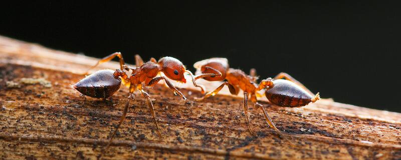 梦见两只蚂蚁打架有什么预兆 梦见两只蚂蚁打架好不好
