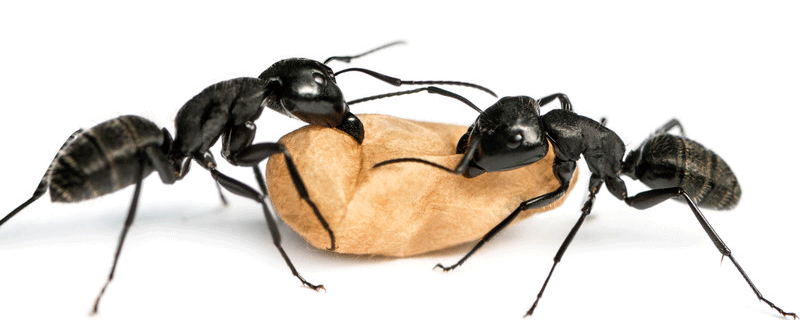 梦见食物上有蚂蚁什么意思 梦见食物上有蚂蚁有什么征兆