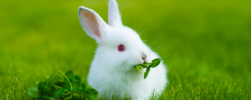 梦见小兔预示什么 梦到小兔好不好