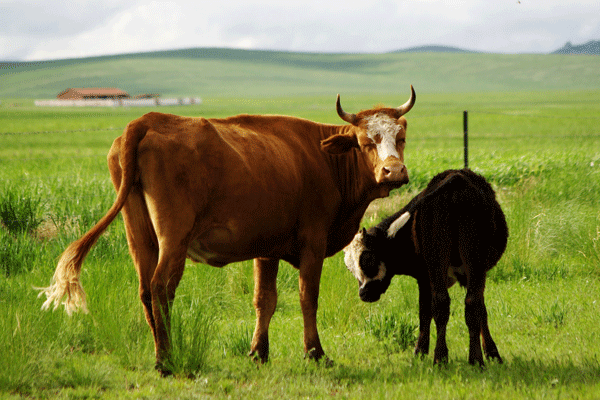 梦到牛吃人什么意思 梦到牛吃人有什么征兆