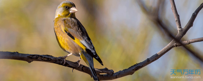 梦见鸟是怀的男孩吗？解读梦境中的神秘信号