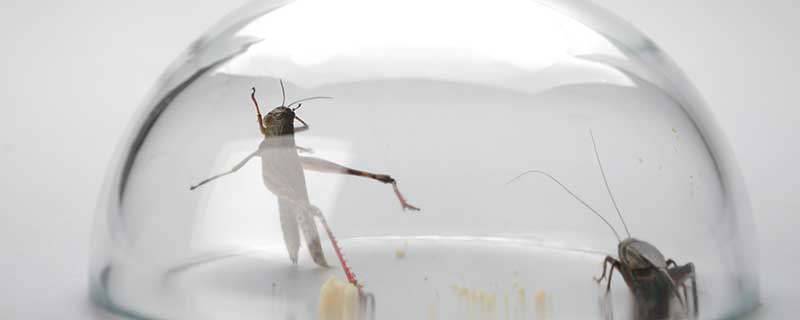 梦见蟋蟀有什么预兆 梦到蟋蟀什么意思