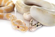 梦见蛇缠身是什么意思 梦见蛇缠身的案例有什么