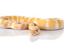 梦到蛇没有尾巴预示着什么 梦到蛇没有尾巴是好是坏