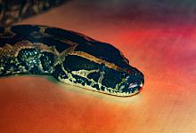 蛇2022年犯太岁还是冲太岁 属蛇的2022年犯太岁吗