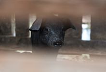 属猪今年犯太岁吗2022年 2022年猪破太岁带什么好